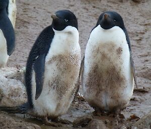Penguins on Shirley Island