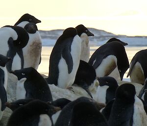 Adelie penguins