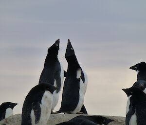 Adelie penguins looking up to the sky