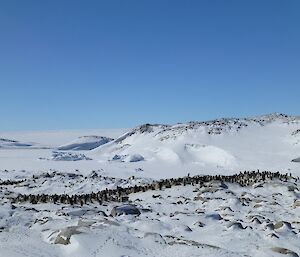 Penguin colony on Shirley Island