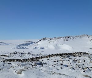 Penguin colony on Shirley Island