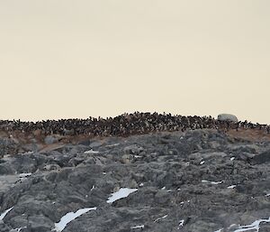 Adelie penguin colony