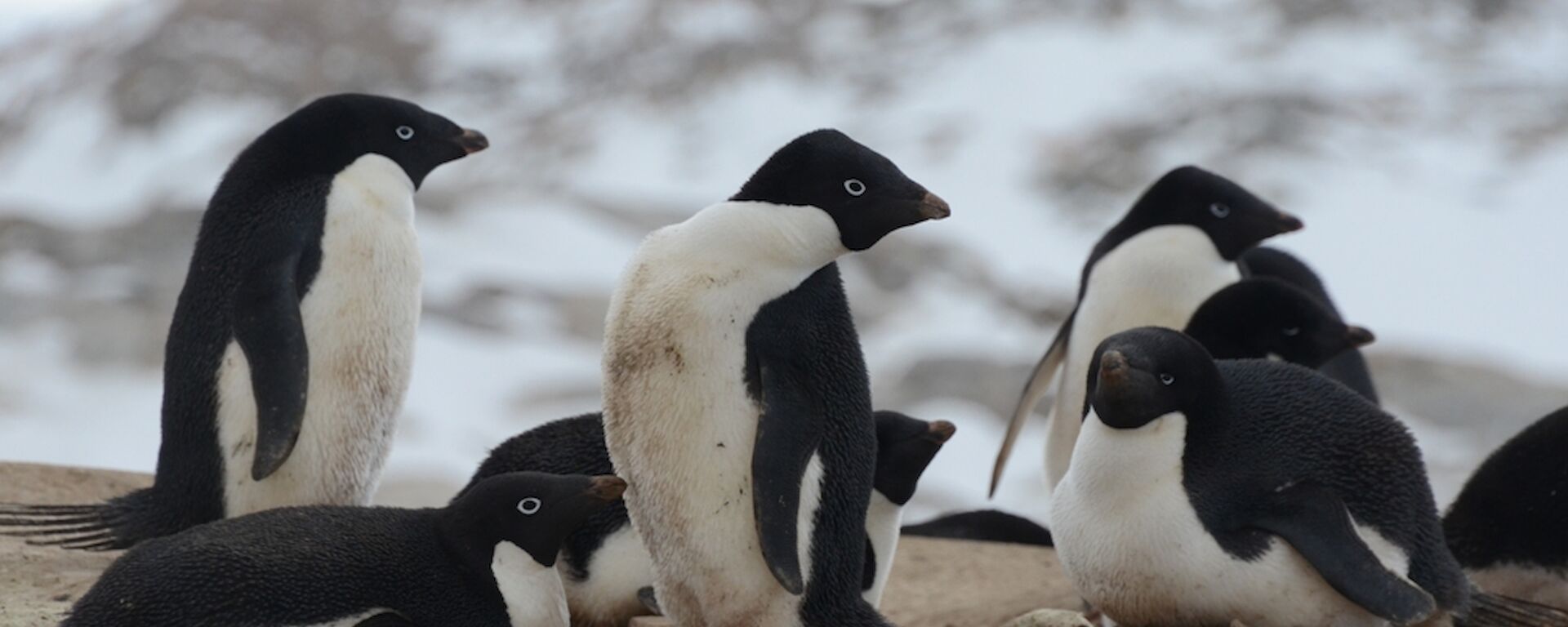 Adelie penguins on Shirley Island