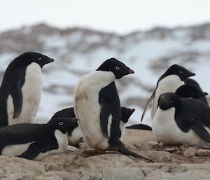 Adelie penguins on Shirley Island