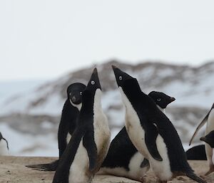 Adelie penguins