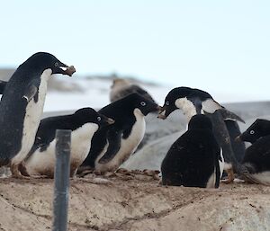 Adelie penguins stealing rocks for their nests