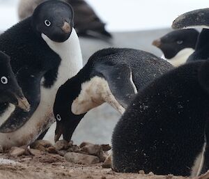 Adelie penguin protecting its nest rocks