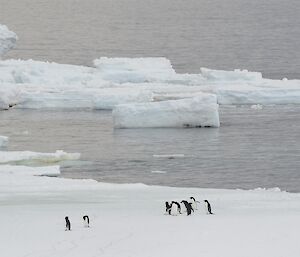 Adelie penguins making their way from the water’s edge on Shirley Island up to the nesting sites