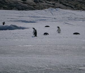 Penguins playing on the ice