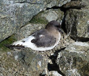 Antarctic petrel resting surrounded by rocks