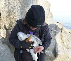 Louise checking the band on a southern fulmar