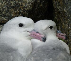Two southern fulmars nestling against one another