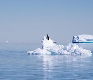 A penguin dubbed ‘Hilary’ for reaching the peak of a small iceberg