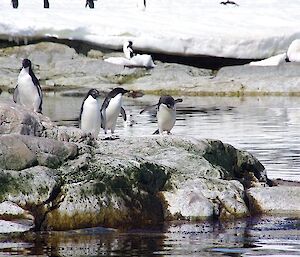 One of the penguins looking as though he is tired of seeing the tourists