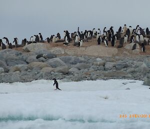 A colony of Adélie penguins