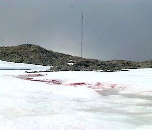 Watermelon snow caused by algae chlamydomonas nivallis