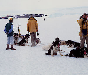 Wilkes huskies dog team at Mawson station