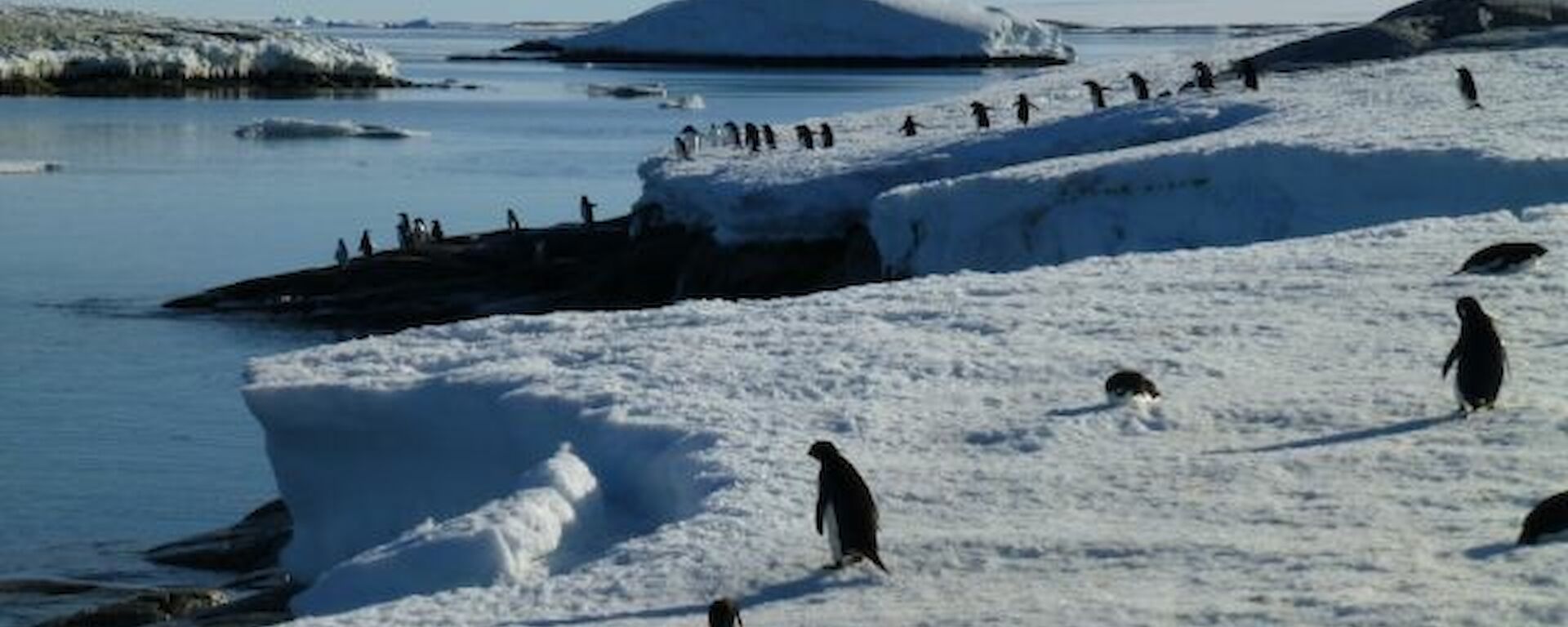 Adélie penguins along the along the coast