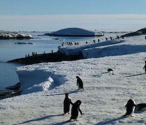 Adélie penguins along the along the coast