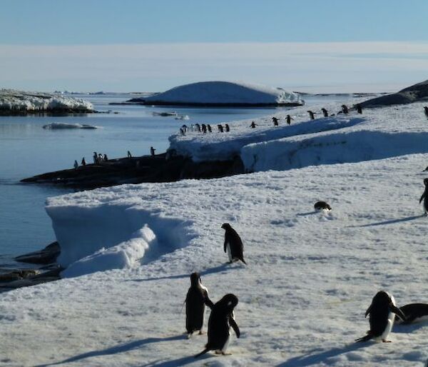 Adélie penguins along the along the coast