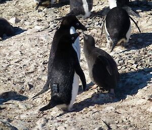 Adélie penguins and a grown chicks