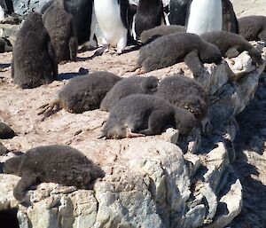 A number of Adélie chicks relaxing on rocks