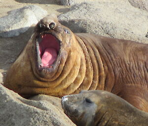 A male elephant seal yawning