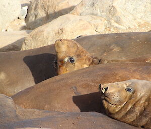 Elephant seals relaxing on the rocks
