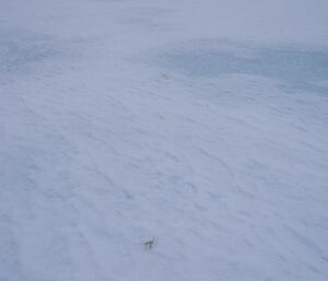 Barely visible weather balloon probe in the snow