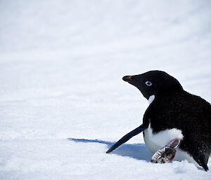 Adelie penguin slides on its belly away from the camera