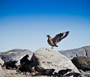Skua spreading its winds on a rock overlooking a group of Adelie penguins