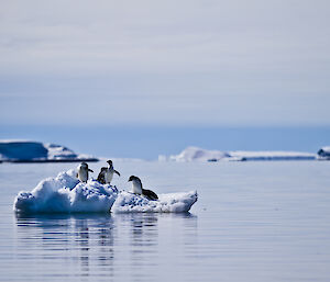 Adelie penguins on a ice floe