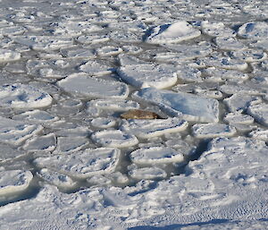 A Weddell seal lying on pancake sea ice