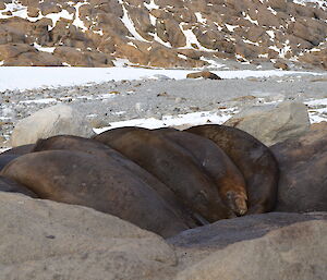 A number of male Elephant seals huddled together in between large rocks