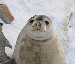 A zoomed in close up of a Weddell seal up