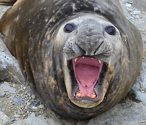 Elephant seal with his mouth wide open