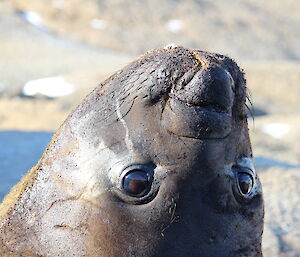 Close up of an elephant seal