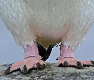 A close up of a penguins webbed feet