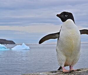 A full body shot of an Adelie penguin with his wings spread and small ice floe in the background