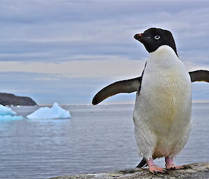 A full body shot of an Adelie penguin with his wings spread and small ice floe in the background