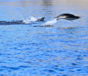 A Adelie penguin diving out of the water