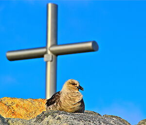 A skua sitting on a rocky hill with a memorial cross in the background