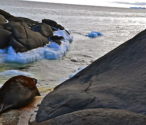 An elephant seal facing the ocean on the edge of a small rock cliff