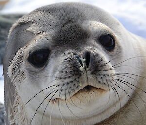 A close up of a Weddell seal