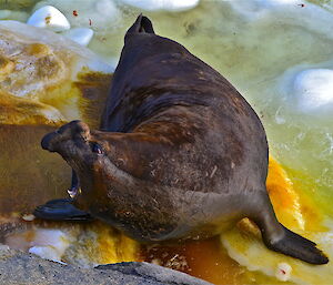 Elephant seal on ice calling out