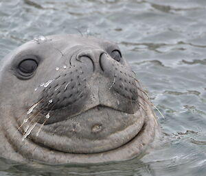 Close up shot of an elephant seal poking his head out of the water