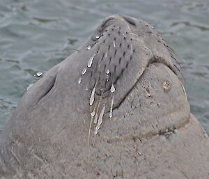 A elephant seal poking his head out of the water with its eyes closed
