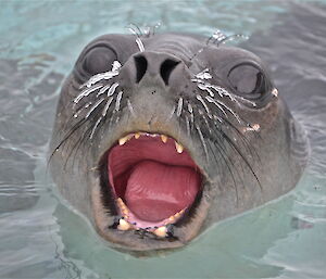 Close up of an elephant seal yawning