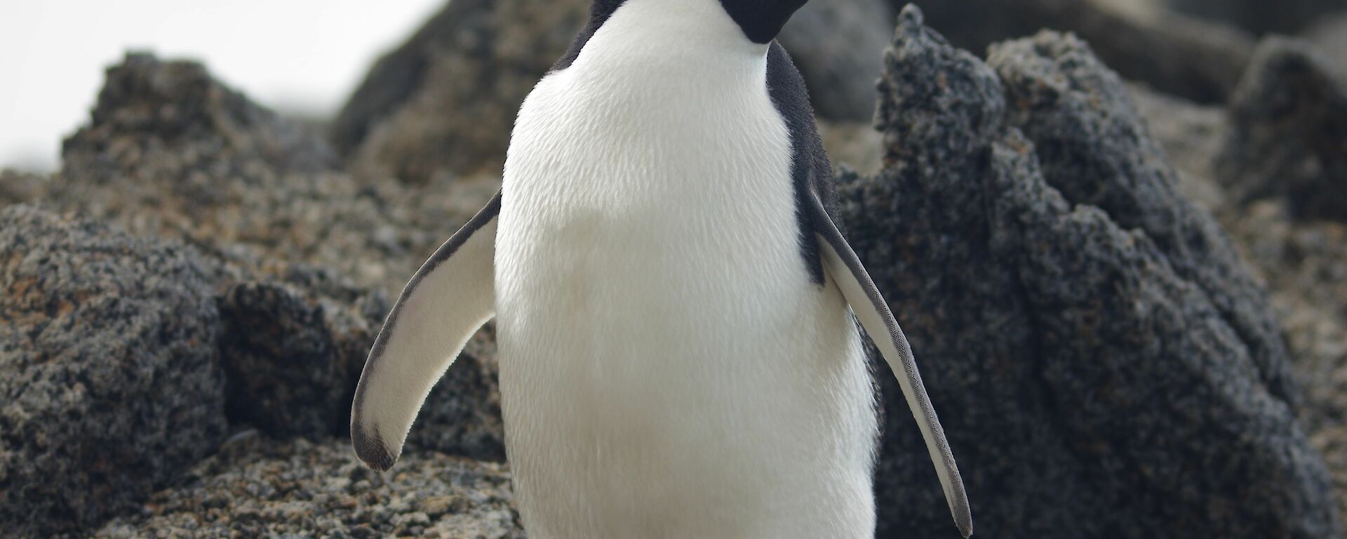 An Adelie penguin standing proud
