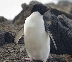 An Adelie penguin standing proud